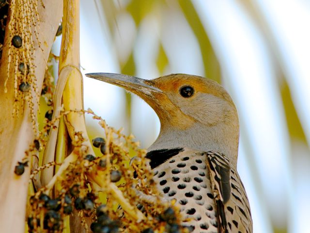 Gilded Flicker (f)