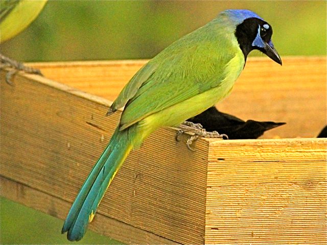 Green Jay
