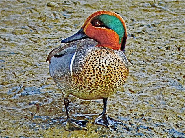 Green-winged Teal (m)