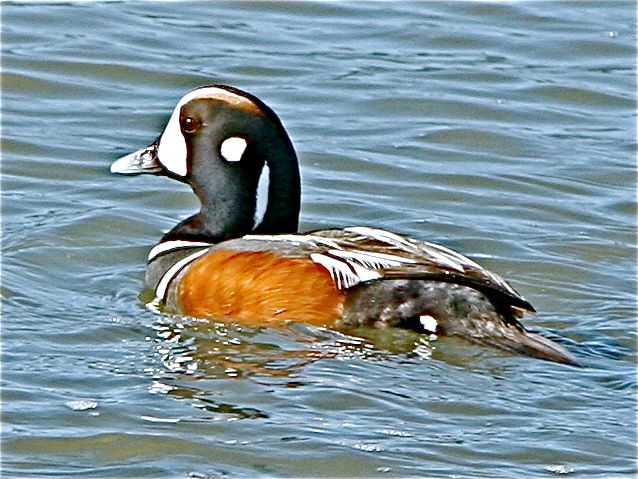 Harlequin Duck (m)