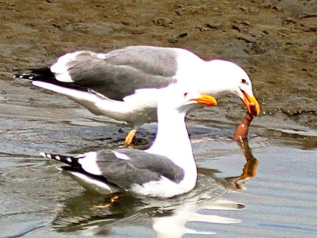 Herring Gulls