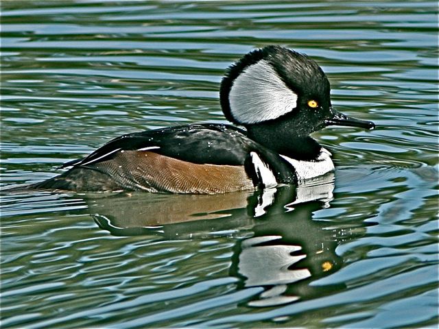 Hooded Merganser (m)