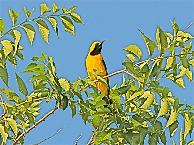 Hooded Oriole (m)