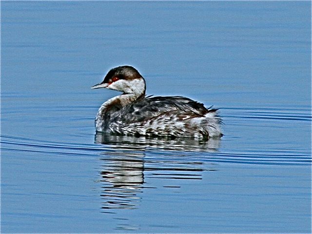 Horned Grebe (non-br)