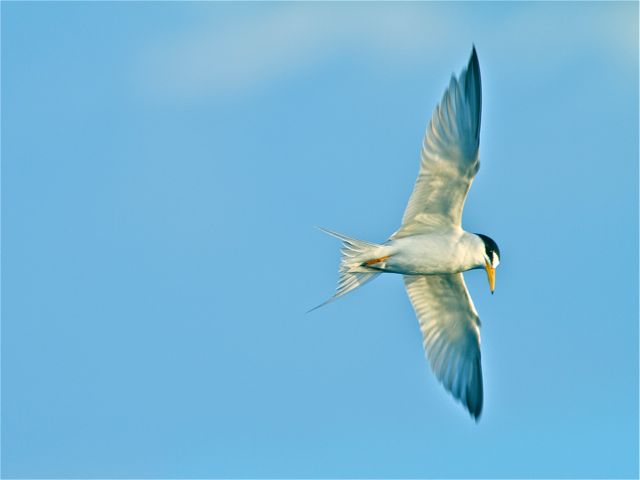 Least Tern