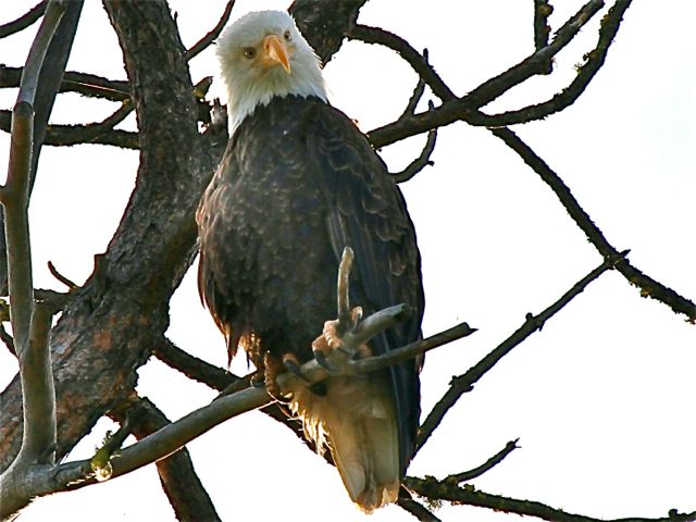 Bald Eagle