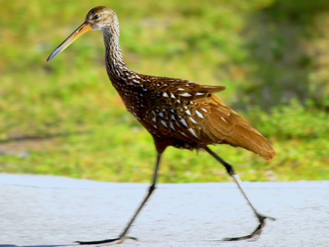 Limpkin