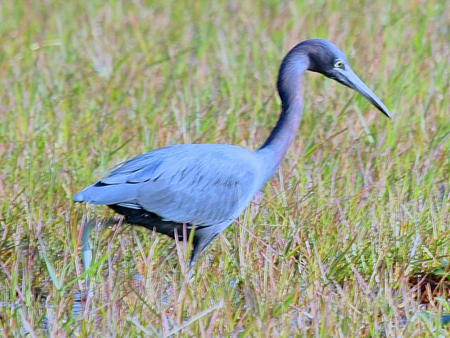 Little Blue Heron