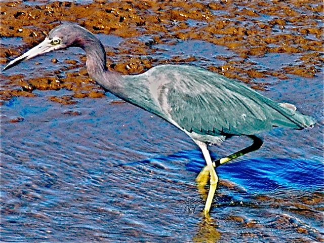 Little Blue Heron
