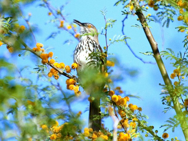 Long-billed Thrasher