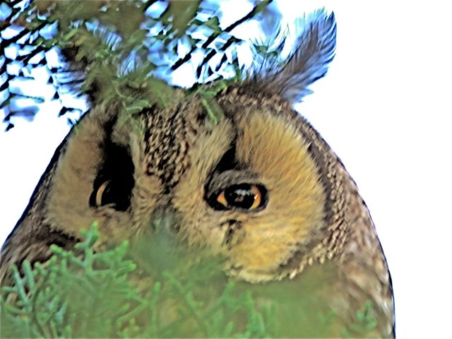 Long-eared Owl