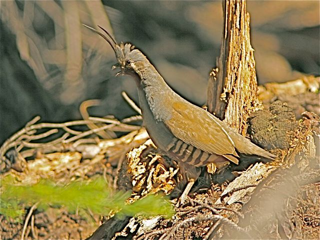 Mountain Quail