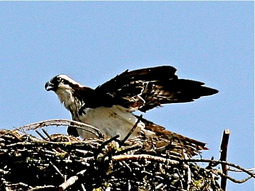Osprey on nest
