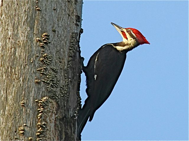 Pileated Woodpecker (m)