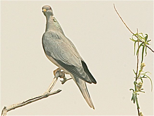 Band-tailed Pigeon