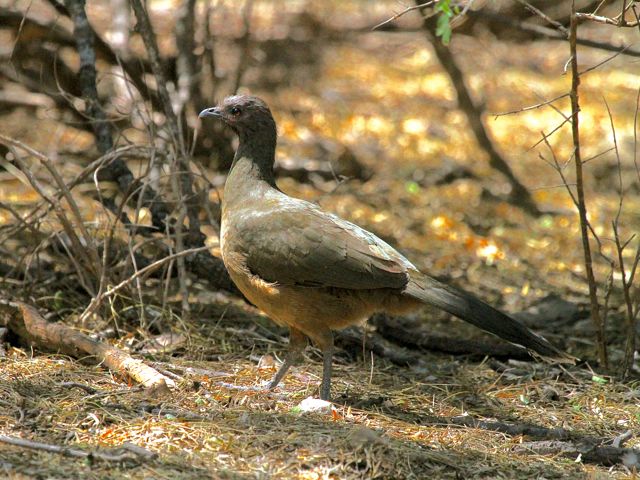 Plain Chachalaca