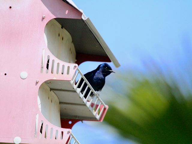 Purple Martin (m)