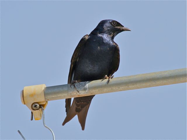 Purple Martin (m)