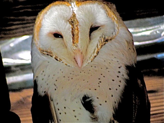 Barn Owl
