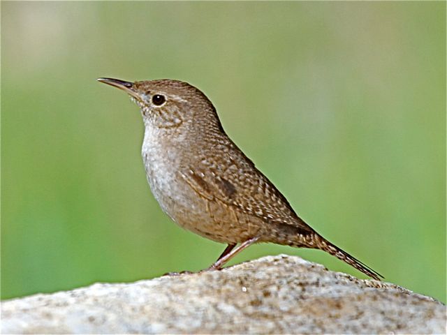 Rock Wren (im)