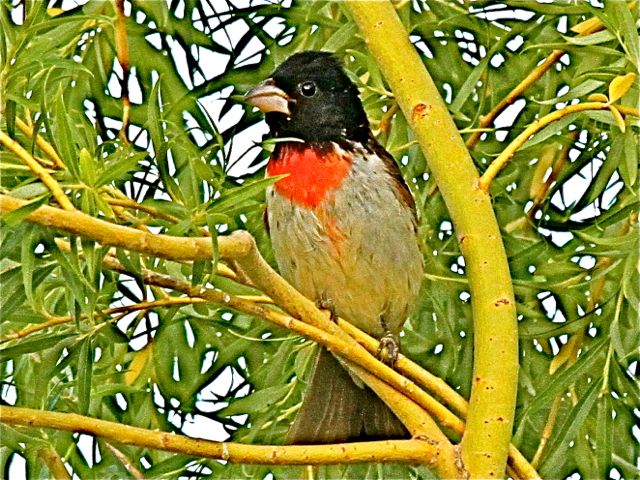 Rose-breasted Grosbeak (m)