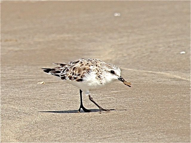Sanderling