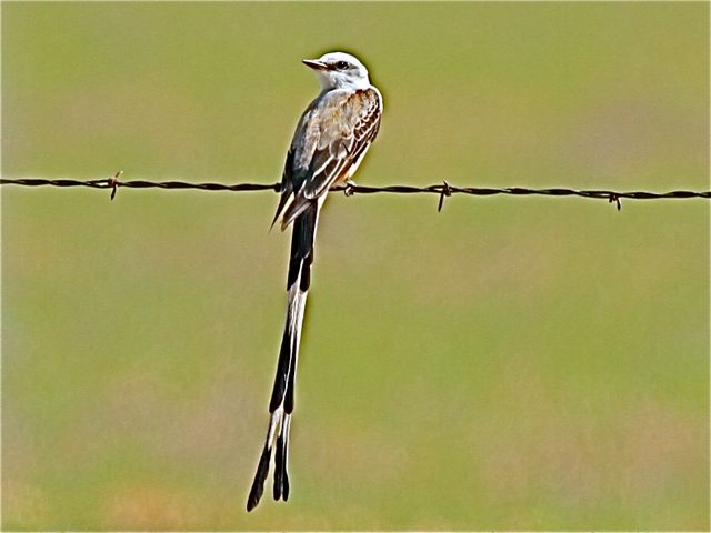 Scissor-tailed Flycatcher