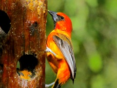 Altamira Oriole