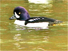 Barrow's Goldeneye (m)