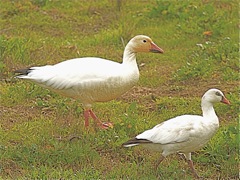 Snow Goose, Ross's Goose