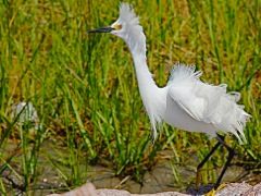 Snowy Egret