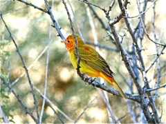 Summer Tanager (im m)