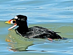 Surf Scoter (m)