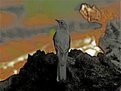 Townsend's Solitaire