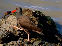 Black Oystercatcher