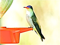Violet-crowned Hummingbird