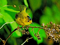 Wilson's Warbler (m)