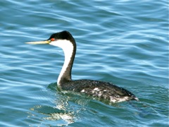 Western Grebe