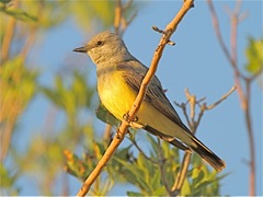 Western Kingbird