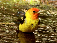 Western Tanager (m)