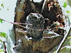 Whiskered Screech-Owl