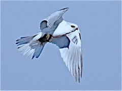 White-tailed Kite with prey