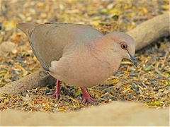 White-tipped Dove