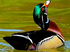 Wood Duck (m)