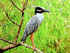 Yellow-crowned Night-Heron