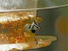 Bridled Titmouse