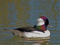 Bufflehead (m)