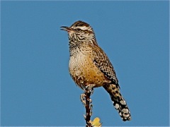 Cactus Wren