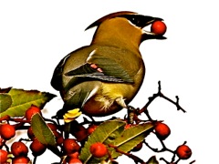 Cedar Waxwing