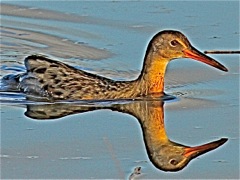 Clapper Rail